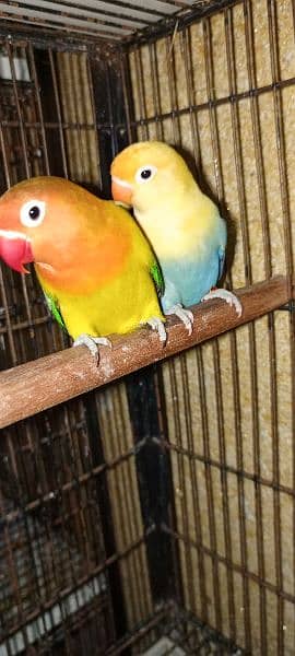 Love Birds pair nd cages for sale 6