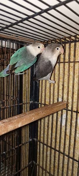 Love Birds pair nd cages for sale 7