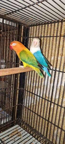 Love Birds pair nd cages for sale 8