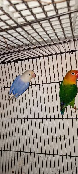 Love Birds pair nd cages for sale 9