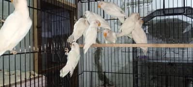 Albino red eye available with DNA or without dna 03128935987