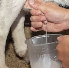 Pure Goat Milk 250ml