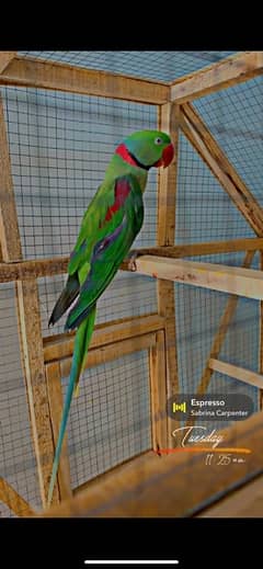 raw parrot beautiful