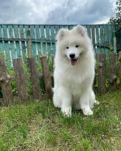 samoyed puppy available with complete documentation