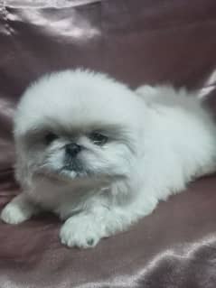 pekingese puppy available