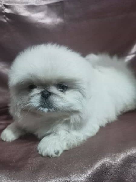 pekingese puppy available 0