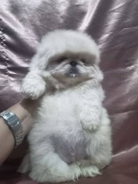 pekingese puppy available 1