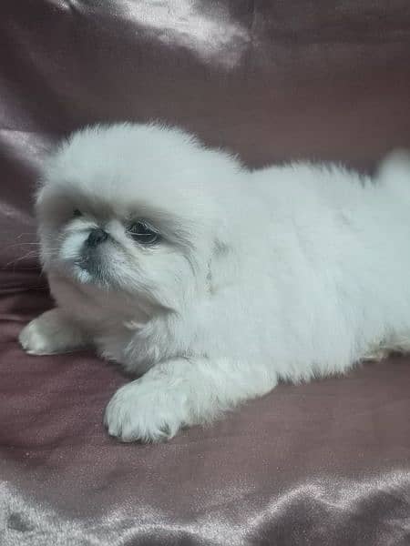 pekingese puppy available 2