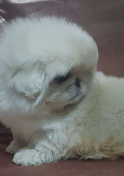 pekingese puppy available 5