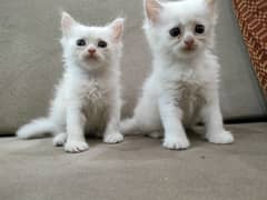 white Persian cat kitten pair male and female