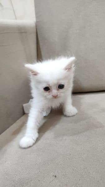 white Persian cat kitten pair male and female and single available 1
