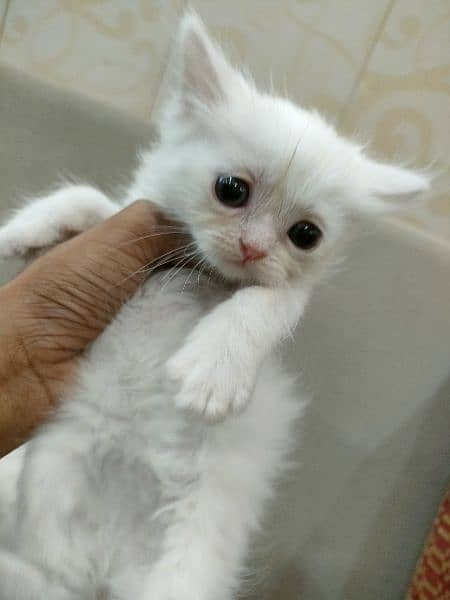 white Persian cat kitten pair male and female and single available 2