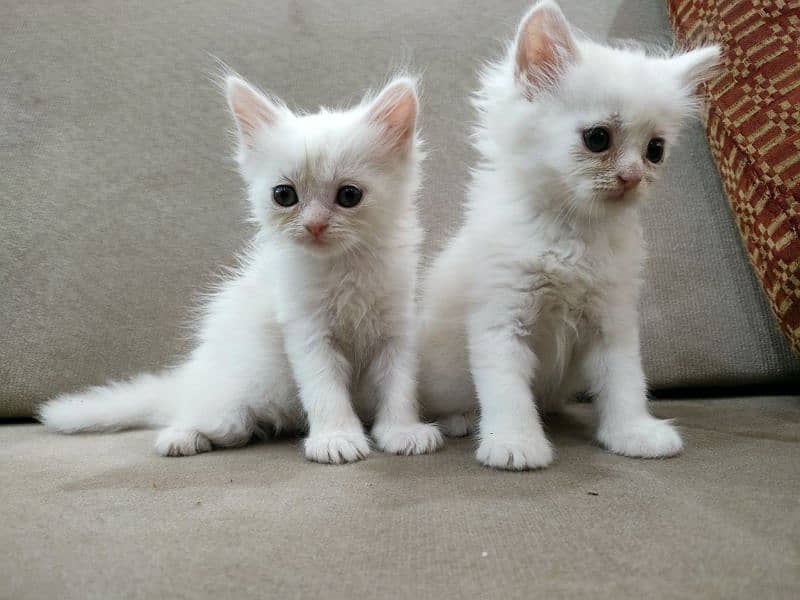 white Persian cat kitten pair male and female and single available 4
