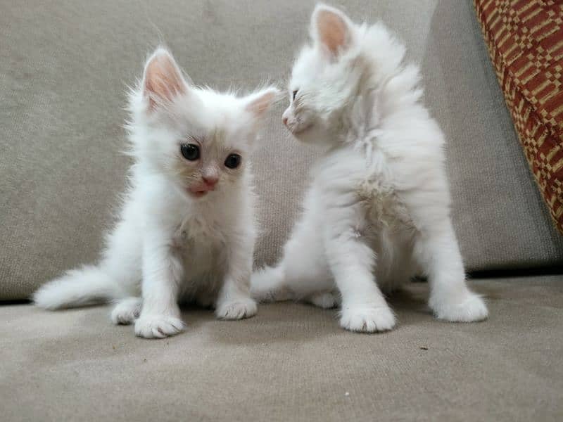 white Persian cat kitten pair male and female and single available 5