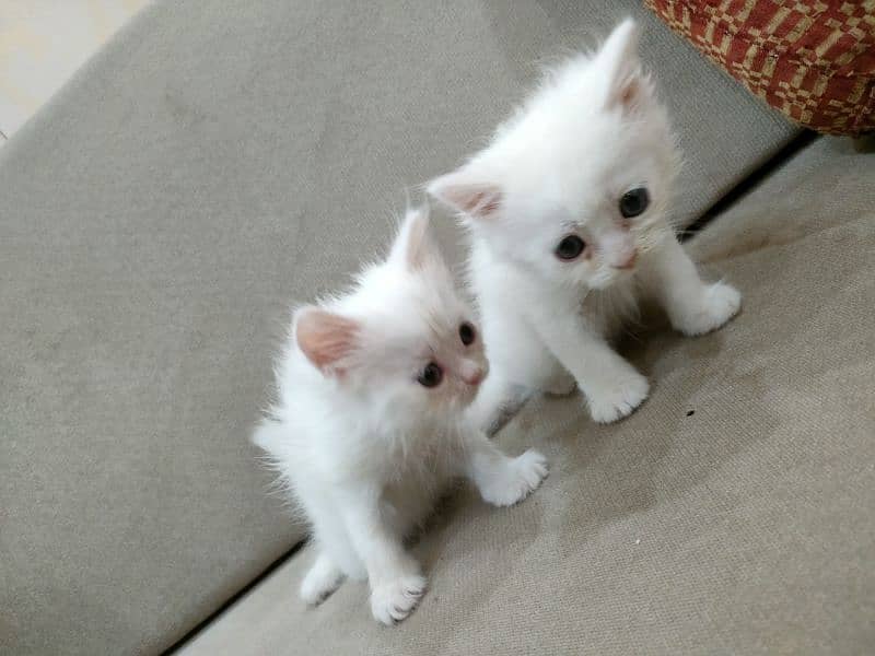 white Persian cat kitten pair male and female and single available 6