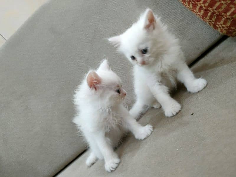 white Persian cat kitten pair male and female and single available 7