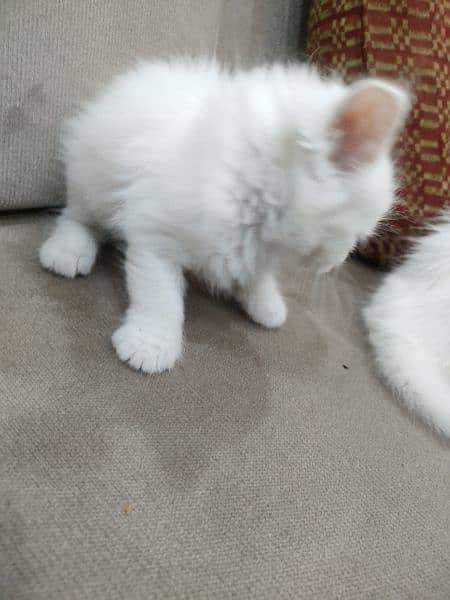 white Persian cat kitten pair male and female and single available 8