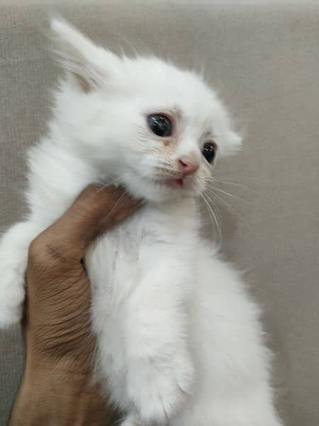 white Persian cat kitten pair male and female and single available 9