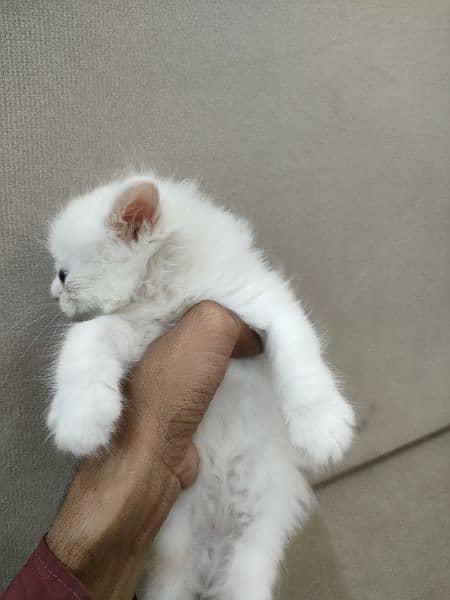 white Persian cat kitten pair male and female and single available 10
