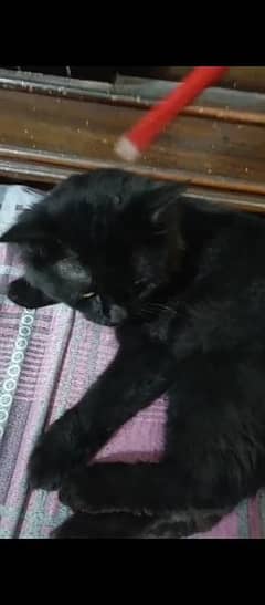 Male Cat Full Black