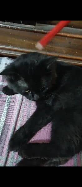 Male Cat Full Black 0