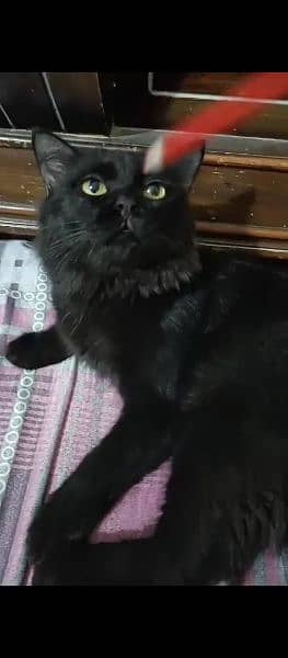 Male Cat Full Black 1