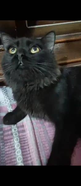 Male Cat Full Black 2