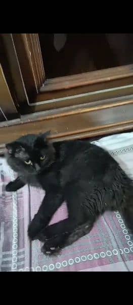 Male Cat Full Black 3