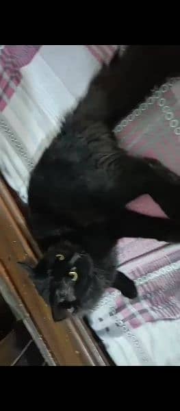 Male Cat Full Black 4