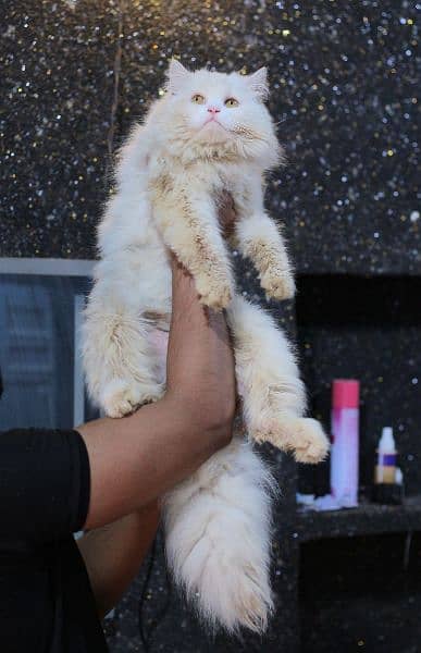 White male cat - pershian cat 1
