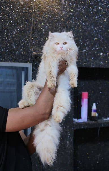 White male cat - pershian cat 2