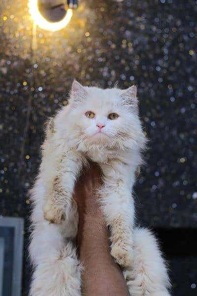 Male cat - pershion male cat - white male cat 2