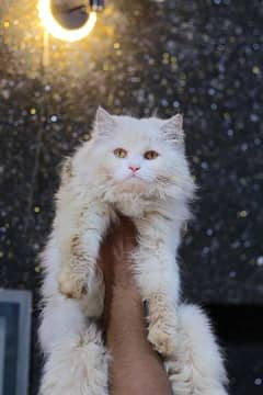 Male cat - white male cat - pershian male cat