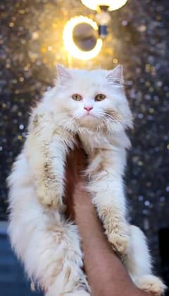 pershian cats - white male cat - Male cat
