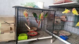 conure urgent sale or change with phon