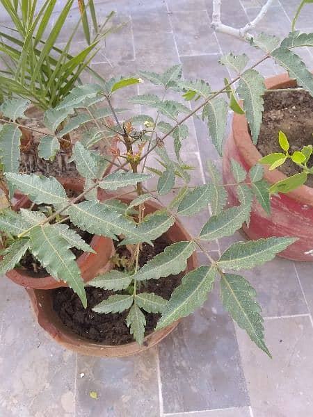 Plants in johar 2