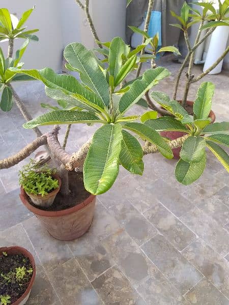 Plants in johar 5
