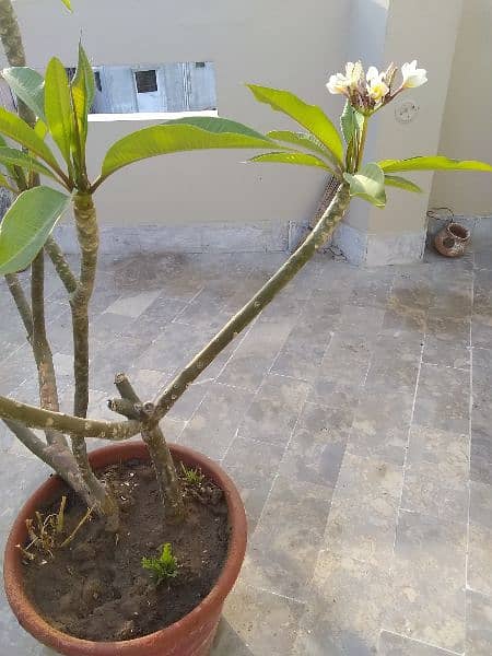 Plants in johar 6