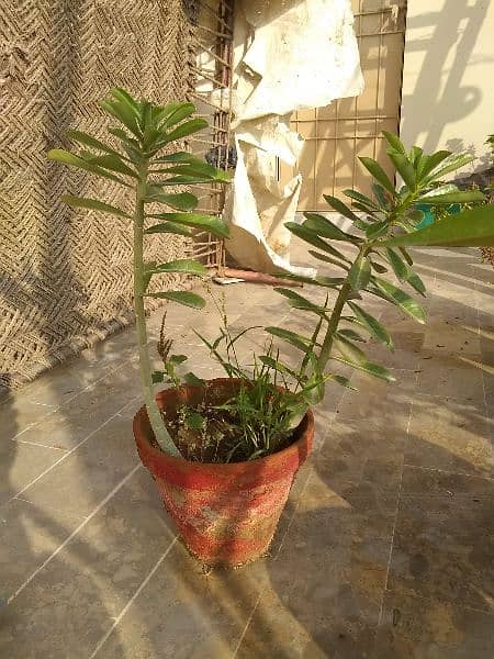 Plants in johar 16