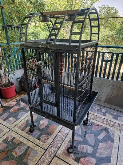 African grey cage