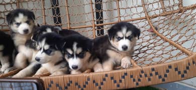 Husky puppies male & female both available