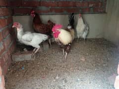 hens for sale. .  golden and desi