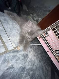 gray persian cat baby 1 month