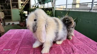 Imported Bunnies lop  Rabbits