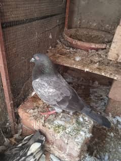 1 pigeon sell