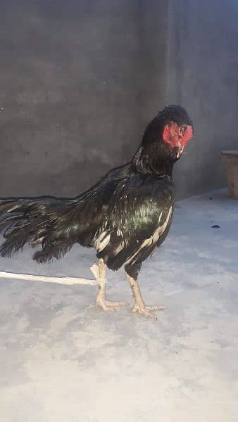 pure mianwali aseel for sale 2