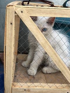 Persian  kitten blue eyes