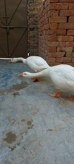 full white ducks