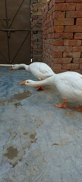 full white ducks 0