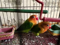 Love birds Green fisher for sale